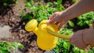 Już nie wylewam wody z klimatyzatora. Te rośliny ją uwielbiają