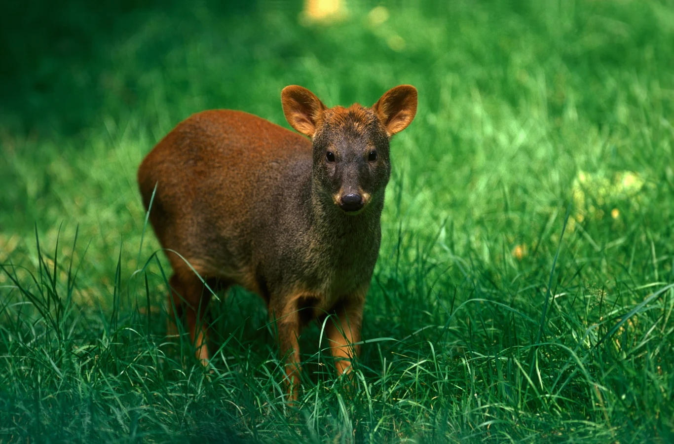 Brązowy ssak z krótkimi nogami i małymi, zaokrąglonymi uszami stoi na gęstej, zielonej trawie.