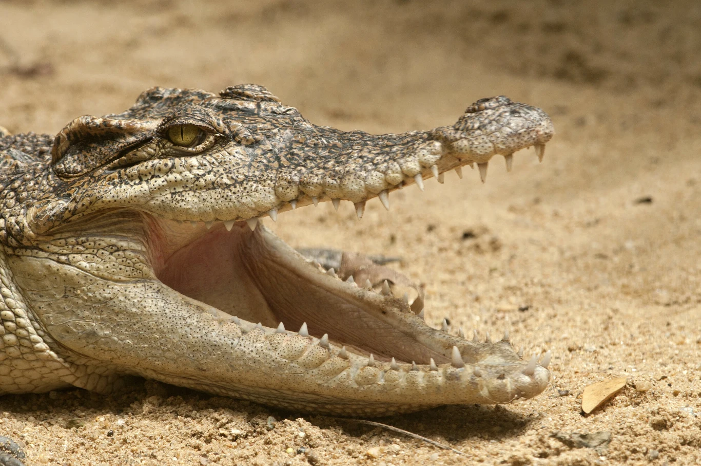 Crocodylus siamensis - krokodyl syjamski jest krytycznie zagrożony wymarciem Krokodyl syjamski leżący na piasku z szeroko otwartą paszczą, gatunek krytycznie zagrożony wyginięciem.