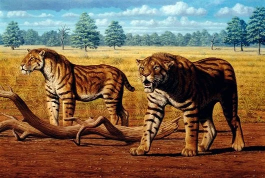 Dwa prehistoryczne koty o muskularnych sylwetkach i pręgowanej sierści spacerują po suchej, otwartej sawannie, otoczone kilka dużych gałęzi i rozproszonymi drzewami w tle.