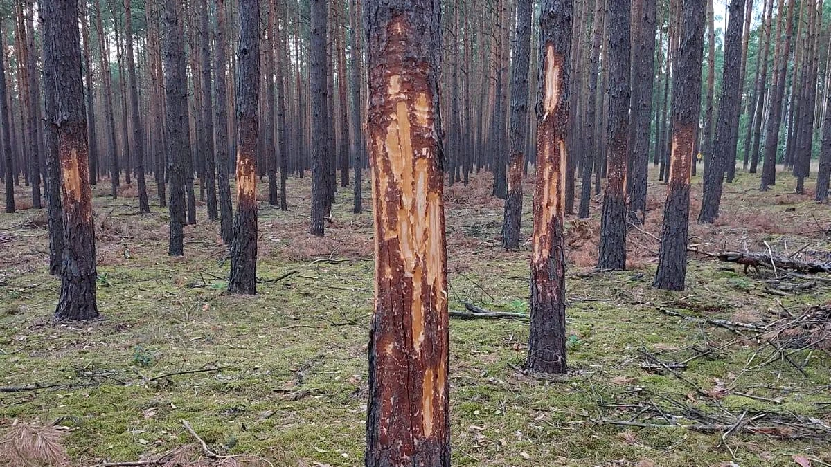 W Nadleśnictwie Szubin ktoś zdarł korę z 11 drzew Sosnowy las w Nadleśnictwie Szubin, 11 drzew z widocznymi miejscami zdartej kory, mech i suche gałęzie na ziemi.