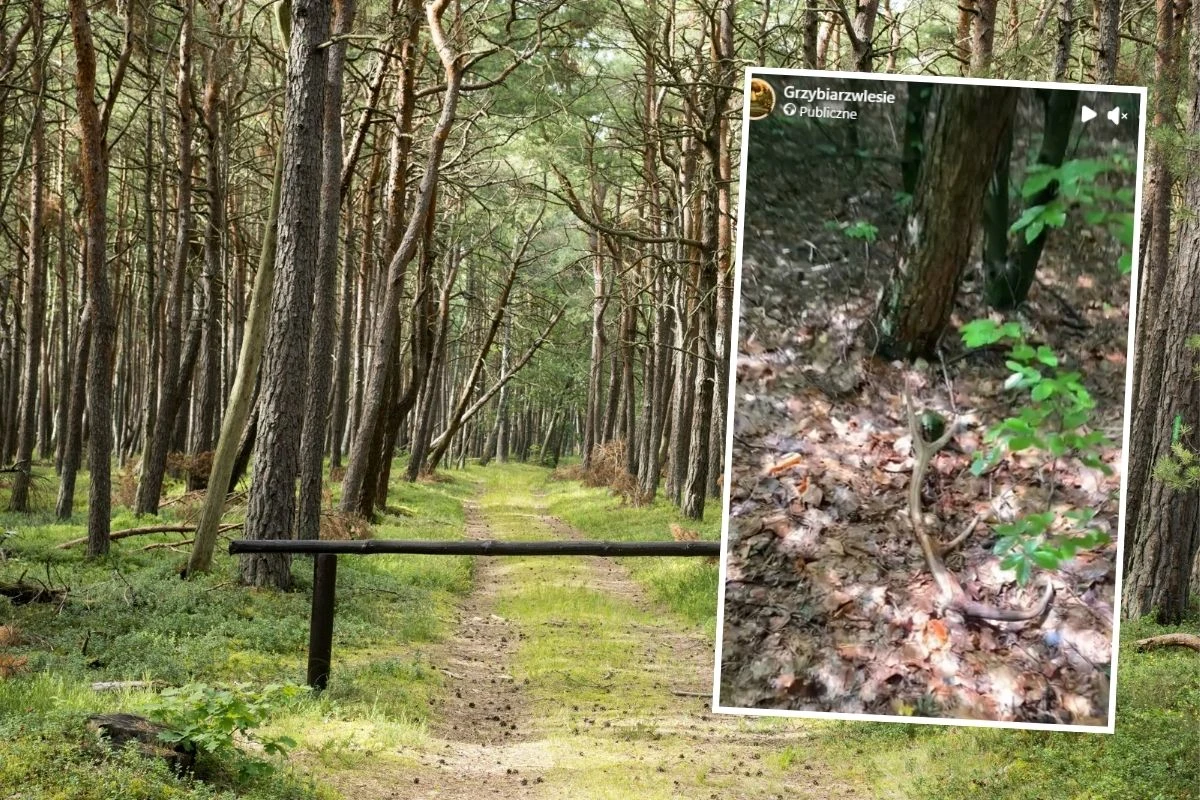 Szutrowa droga prowadząca przez gęsty las sosnowy, zabezpieczona metalową szlabanem, z wkomponowaną w zdjęcie wstawką przedstawiającą zbliżenie żmii leżącej na liściach przy pniu drzewa.