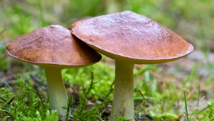 Jak szybko rosną grzyby po deszczu? Poznaj zasady udanego grzybobrania