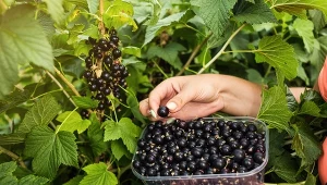 Jedz garść dziennie, póki trwa sezon. Skóra odwdzięczy się z nawiązką