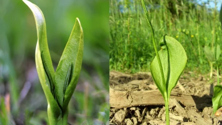 Nasięźrzał jest wspominany w licznych podaniach, ale i wierszach. Dziś mało kto kojarzy tę nazwę