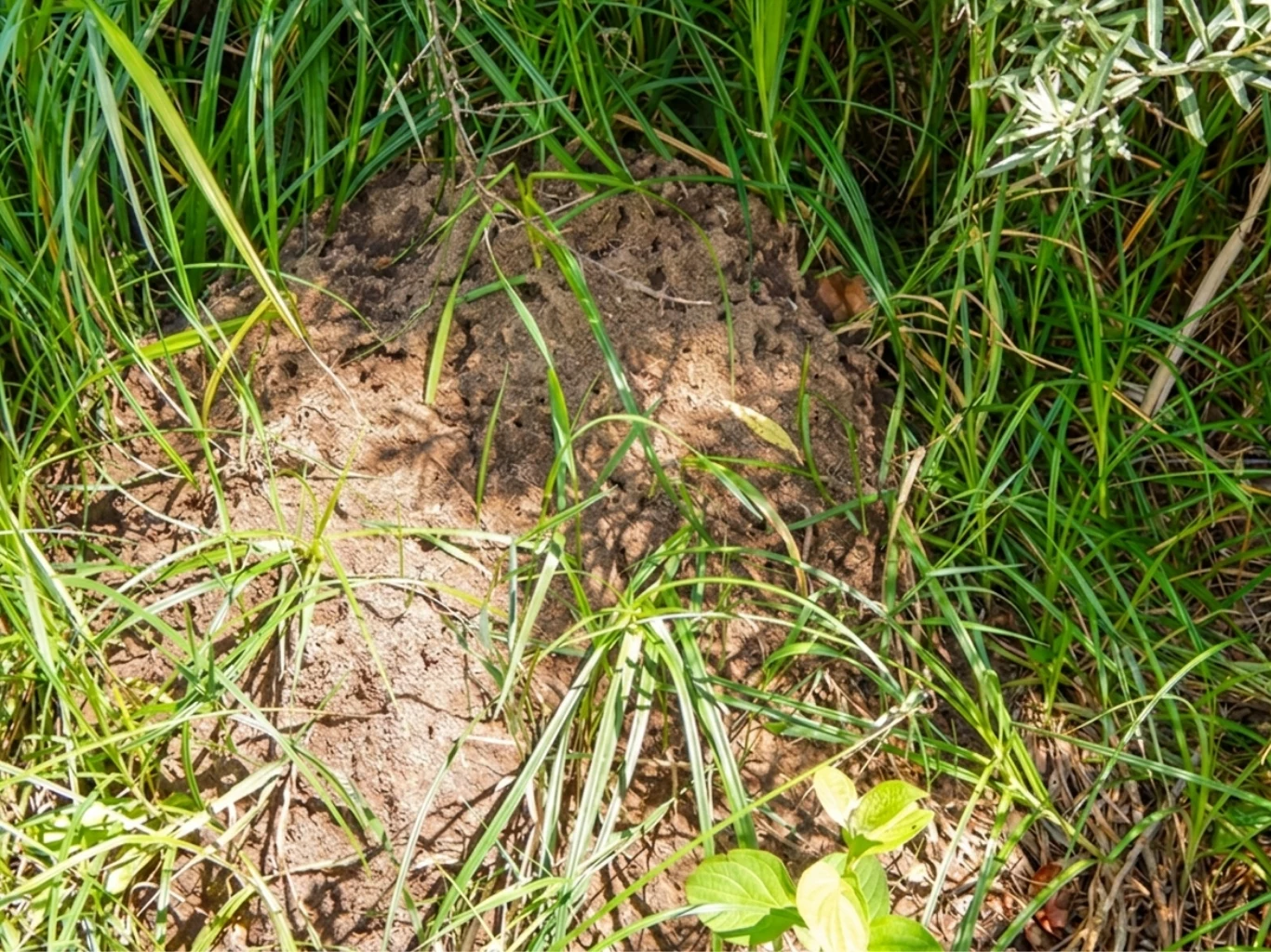 Mrowisko otoczone zielonymi łodygami traw i liśćmi roślin.
