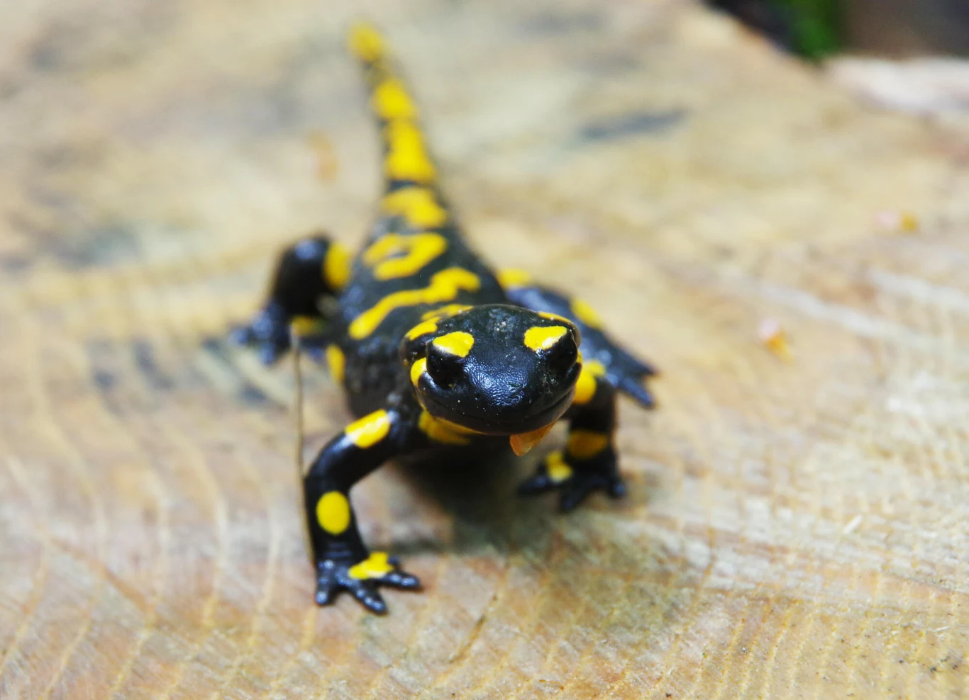 Salamandra plamista potrzebuje do rozwoju lasów bukowych Salamandra o czarnej skórze pokrytej żółtymi plamami spacerująca po powierzchni jasnego pnia drzewa.