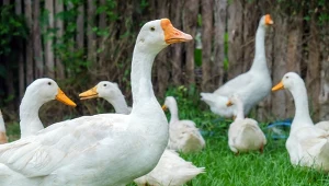 Gęsi są hodowane na stłuszczone wątróbki, które stanowią przysmak w Europie