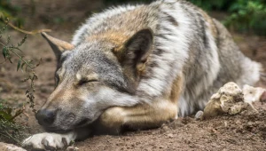 Wilki są zwierzętami społecznymi. Ich watahy to grupy rodzinne