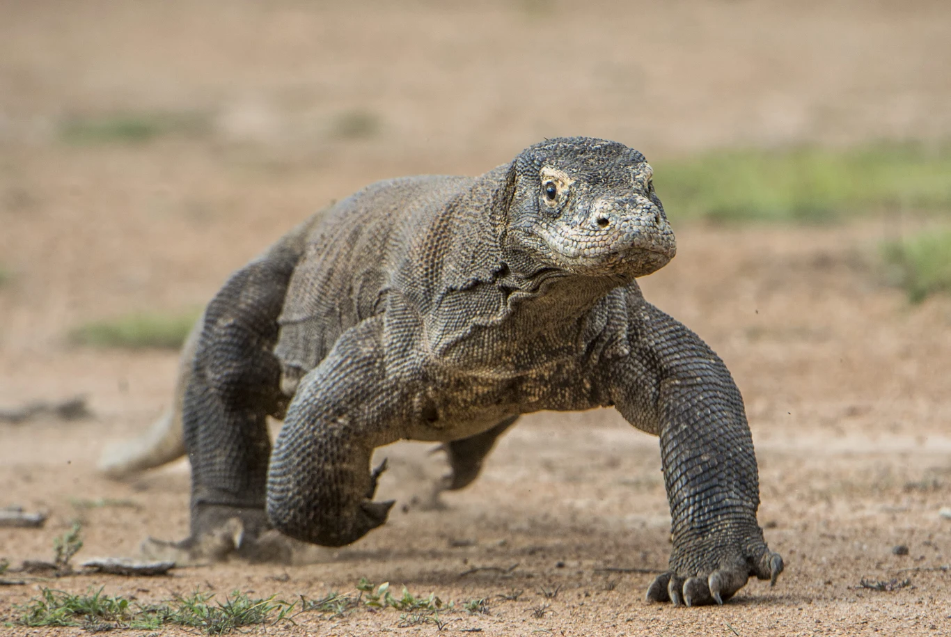Warana z Komodo kroczący po suchym, piaszczystym terenie z podniesioną głową i szeroko rozstawionymi łapami.