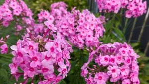 Prosty sposób na długie kwitnienie floksów. Będą jeszcze piękniejsze