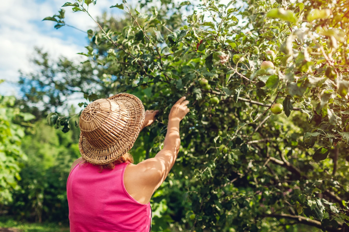 Osoba w słomkowym kapeluszu i różowej koszulce zrywa owoce z gałęzi drzewa owocowego w ogrodzie podczas słonecznego dnia.