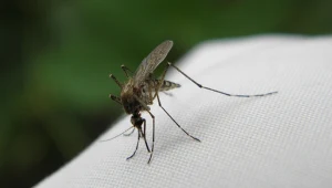Te kolory przyciągają komary jak magnes. Lepiej nie zakładaj ich na spacer