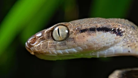 Mangrowiec brunatny