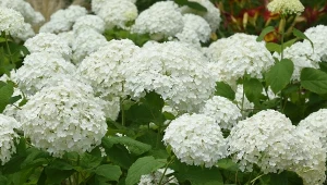 Hortensja drzewiasta 'Annabelle Strong' to wzmocniona wersja tradycyjnej 'Annabelle'.