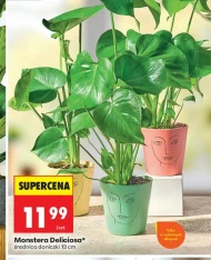 Monstera