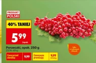 Porzeczki Polski