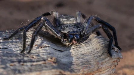 Pająk z rodziny spachaczowatych z lasu Madagaskaru