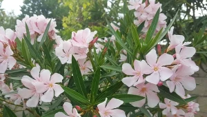 Ogranicz jeden składnik. Oleander wypuści więcej kwiatów niż liści