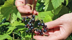 Źle przytniesz, będzie mniej owoców. Pielęgnacja porzeczki po zbiorach