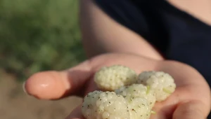 Morwa to owoc, którego mamy w Polsce pod dostatkiem. 