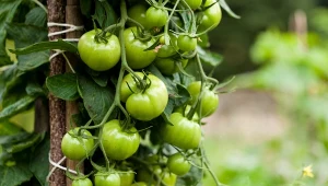 Chronią przed zarazą i grzybami. Najlepsze naturalne opryski na pomidory 