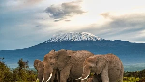 Park Narodowy Amboseli w Kenii to miejsce ochrony słoni