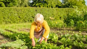 W sierpniu wysiej w warzywniku. Jesienią zbierzesz porządne zapasy na zimę