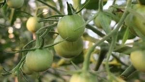 Weź z kuchni i rozłóż pod pomidorami. Patent na szybsze dojrzewanie owoców