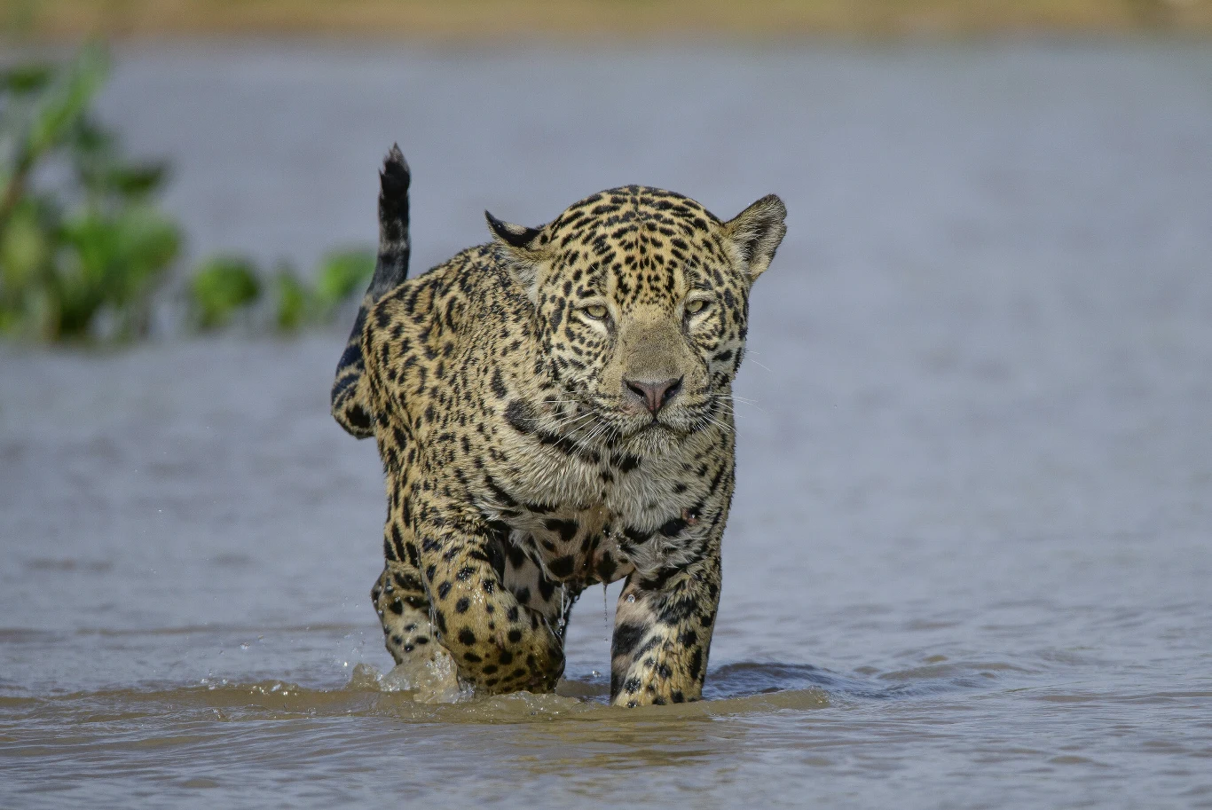 Jaguar brodzi przez płytką wodę z uniesionym ogonem, skupiony i uważny, jego sierść pokrywają wyraziste, ciemne cętki.