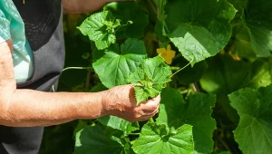 Potnij na kawałki i wrzuć pod ogórki. Zaoszczędzisz na kupnie ściółki