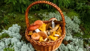 Gdzie ruszyć na grzyby? Letni sezon właśnie się zaczął