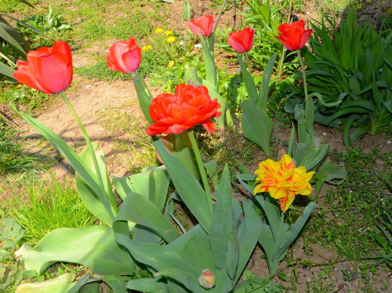 Kępka czerwonych i żółtych tulipanów rosnących w ogrodzie, otoczona zielonymi liśćmi i skrawkami trawnika.