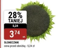 Słonecznik