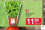 Bazylia