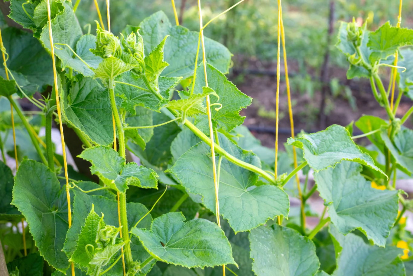 Oprysk z krwawnika na ogórki pomaga zapobiec popularnym chorobom grzybowym. Liście ogórka i pędy wspinające się po żółtych sznurkach, oprysk z krwawnika stosowany na roślinach.