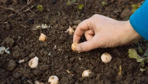 Posadź w sierpniu, a zakwitną jesienią. Najlepsze rośliny na rabaty