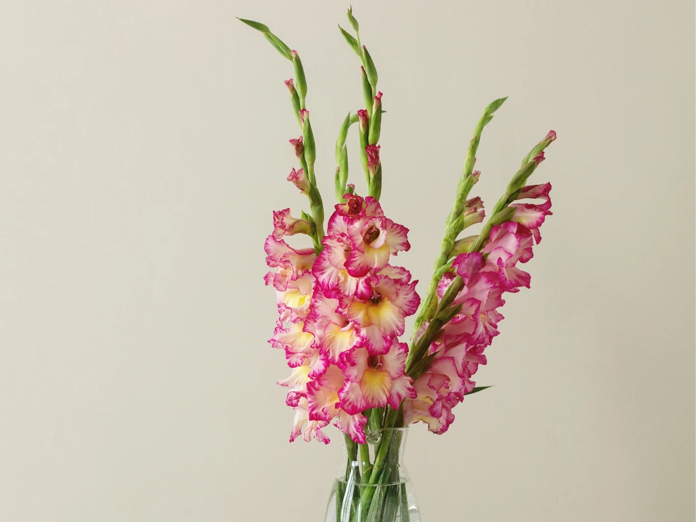 Jak przedłużyć świeżość mieczyków w wazonie? Grunt to przygotowanie pędów. Bukiet różowych gladioli (mieczyków) o żółtych środkach umieszczony w szklanym wazonie na jasnym tle.