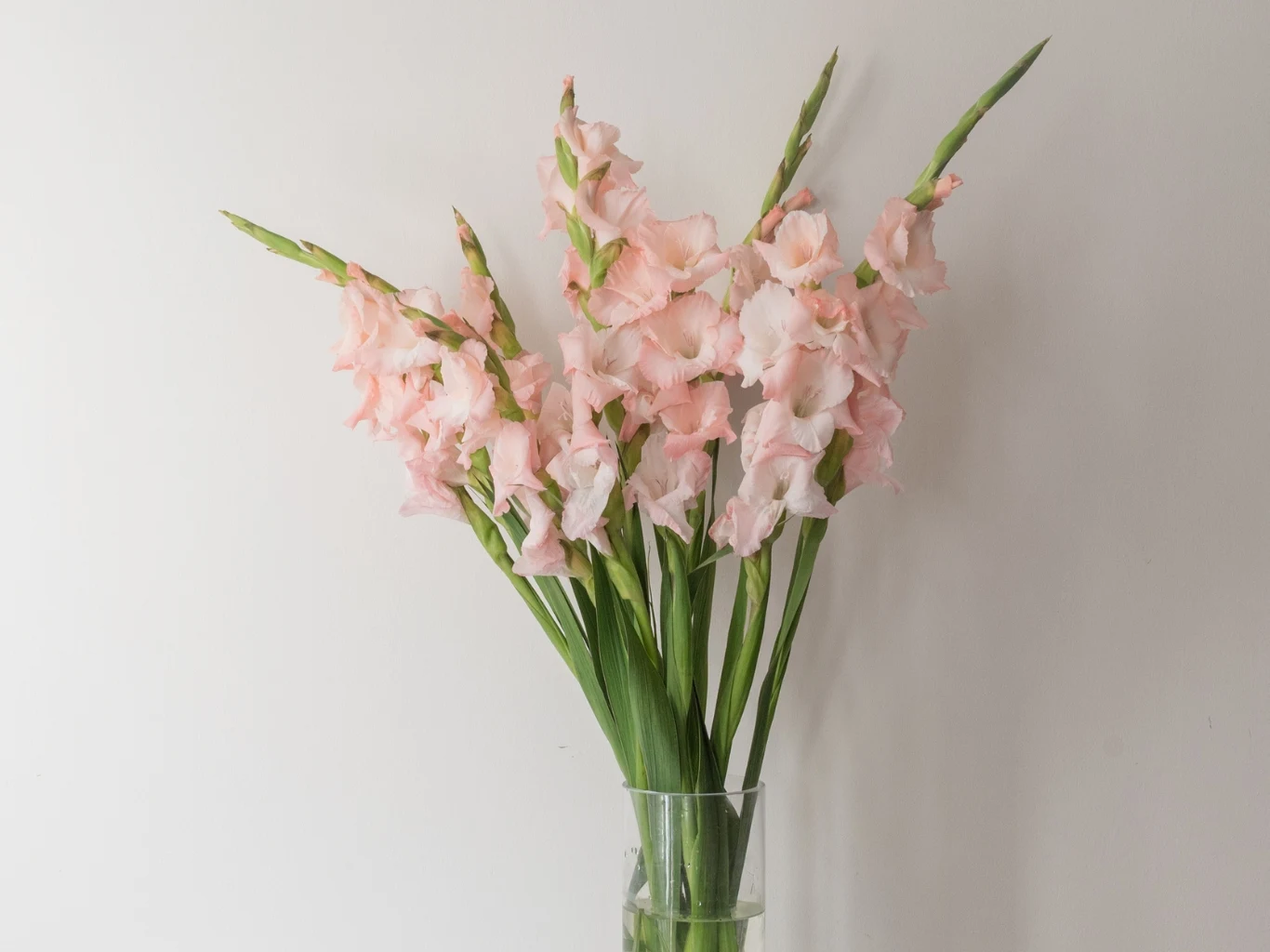 Pozostawienie mięisistych liści może skrócić żywotność mieczyków w wazonie. Bukiet jasnoróżowych gladioli (mieczyków) w przezroczystym wazonie ustawionym na tle jasnej ściany.