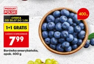 Borówka amerykańska Polski