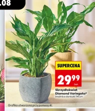 Skrzydłokwiat Diamond
