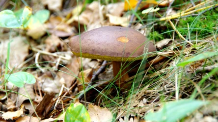 Podgrzybek zajączek to jadalny grzyb, który zachwyca aromatem i smakiem. Sprawdź, gdzie go znaleźć i udaj się na grzybobranie.
