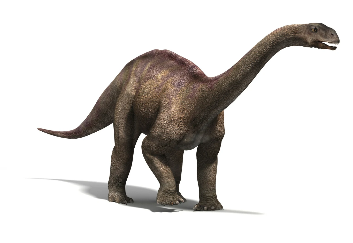 Wulkanodon także żył na terenie Zimbabwe Duży dinozaur o długiej szyi, masywnym ciele i grubej, silnej ogonie, pokryty szarobrązową skórą.