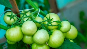 Zbierz szyszki i zrób nawóz. Zwiększysz plony pomidorów, ogórków i cukinii