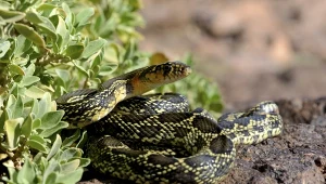 Hemorrhois hippocrepis nie jest jadowity, ale może poczynić wielkie zniszczenia