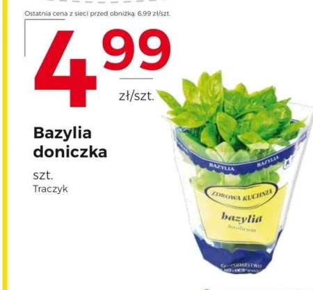 Базилік Traczyk