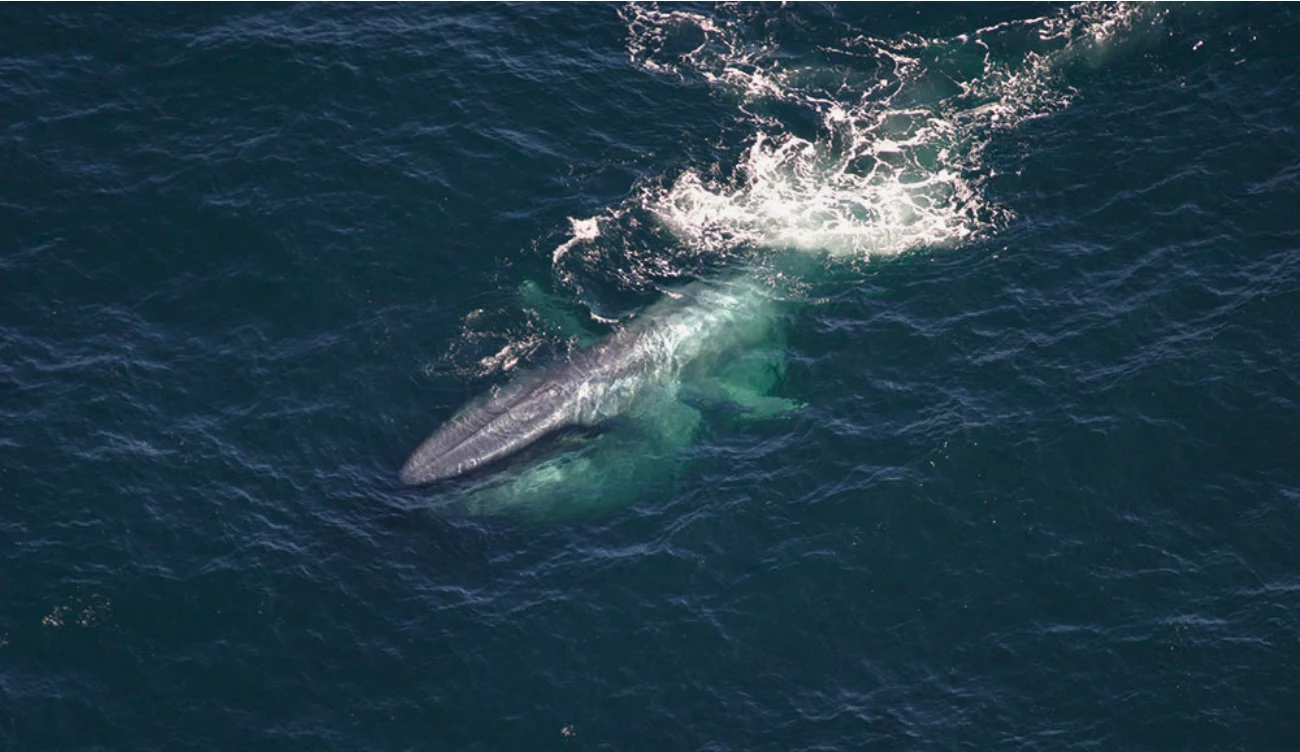 Płetwal błękitny Płetwal błękitny wynurzający się na powierzchnię oceanu, otoczony pianą na ciemnoniebieskiej wodzie.