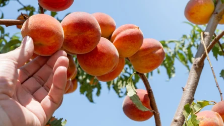 Posadź przy brzoskwiniach określone rośliny, a pomogą zadbać o zdrowie drzewek i obfity plon. Sprawdź, co najlepiej wybrać. 