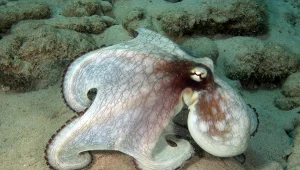 Planowana do niedawna przez firmę Nueva Pescanova hodowla ośmiornic na Wyspach Kanaryjskich miałaby produkować około 3000 ton mięsa rocznie, co odpowiada około milionowi zwierząt