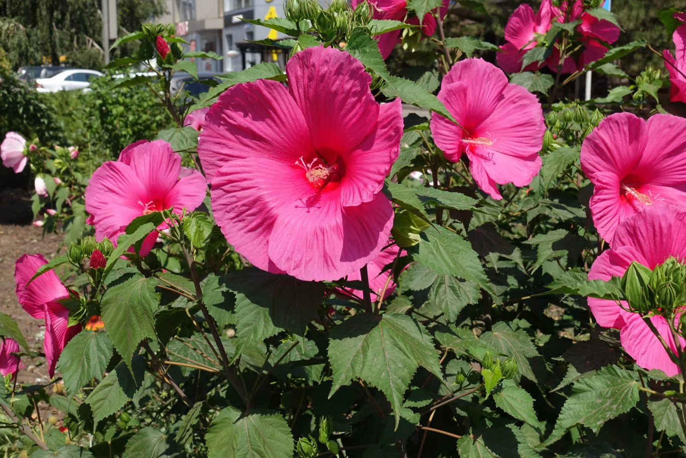 Jak zadbać o hibiskusa bagiennego w sierpniu? Duże, intensywnie różowe kwiaty hibiskusa otoczone zielonymi liśćmi w pełnym słońcu.